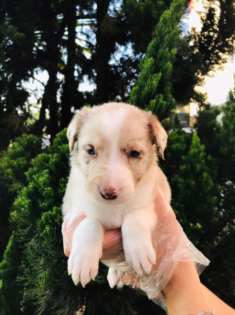 Border Collie red merle / blue merle / branco / preto / preto e branco - ligue e confira 