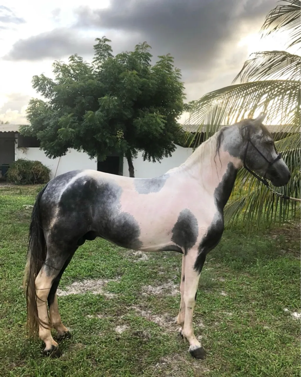 Cavalo Mangalarga Marchador
