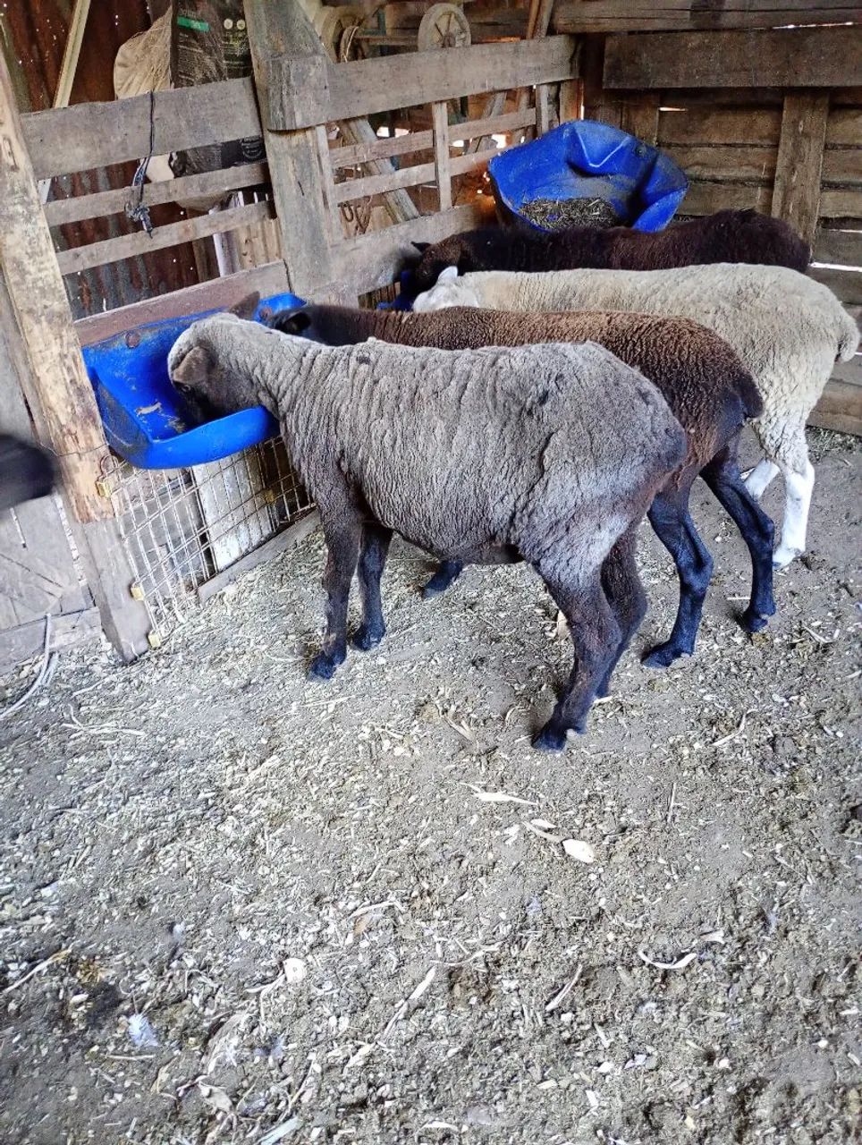 Vende se ovelhas. - Foto 4