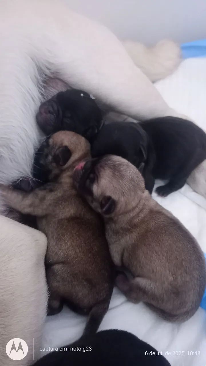 Filhotes de pug - Foto 4