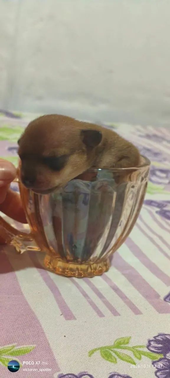 Pinscher 0 - Foto 2