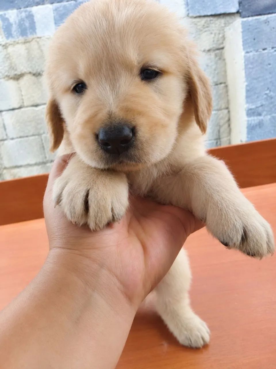 Golden Retriever  - Foto 3