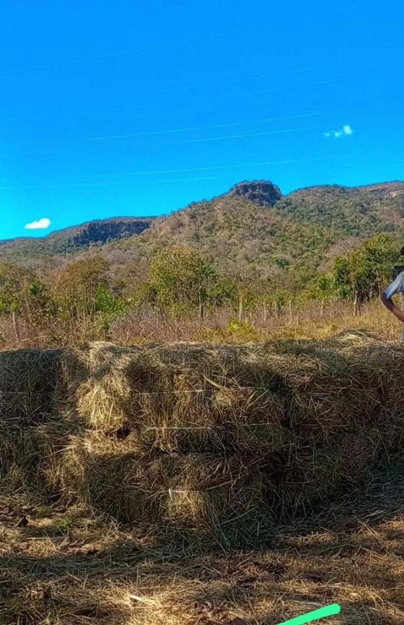 FENO DE CAPIM QUICUIU - DIRETO DO PRODUTOR ?l - Foto 3