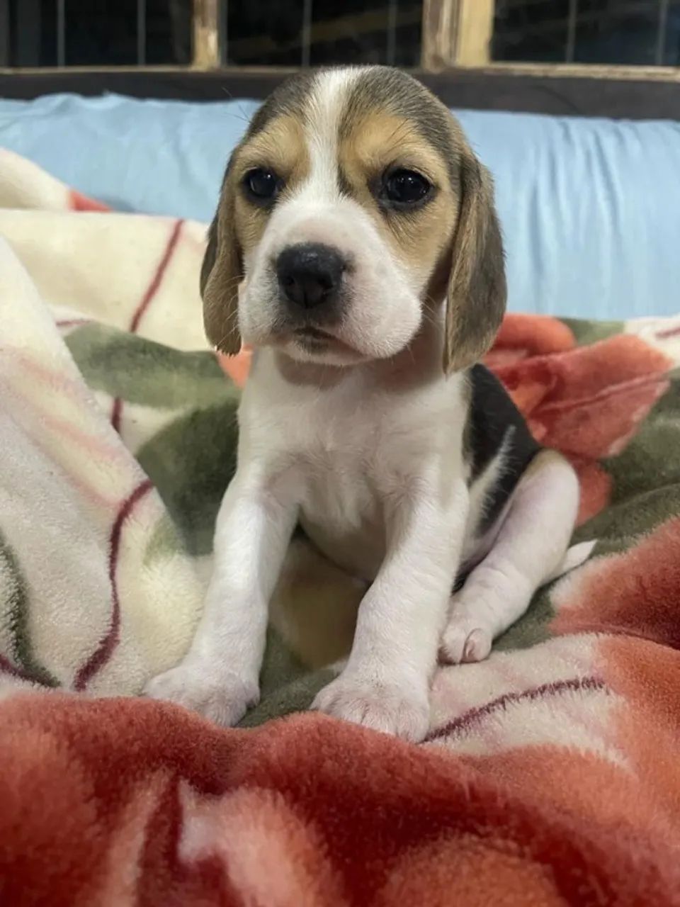 Beagle