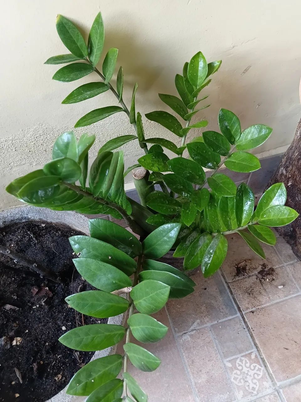 Plantas 