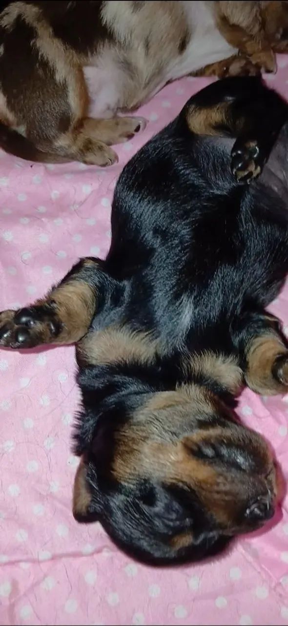 Dachshund miniatura  - Foto 5