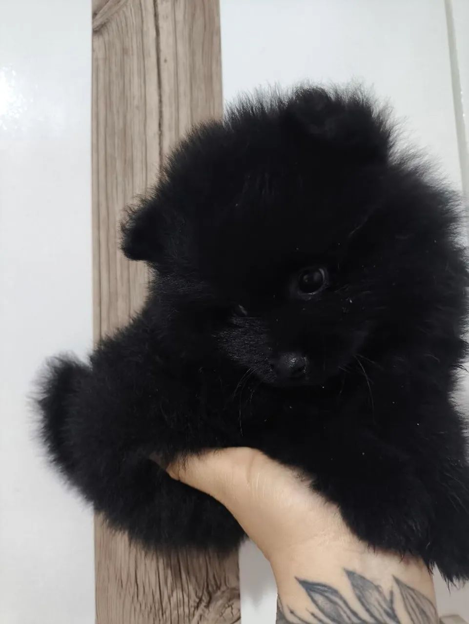 Spitz alemão anão macho  - Foto 3
