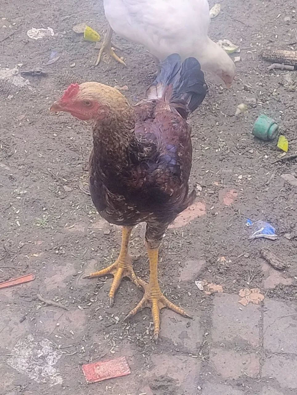 Vende-se um frango macho  - Foto 3