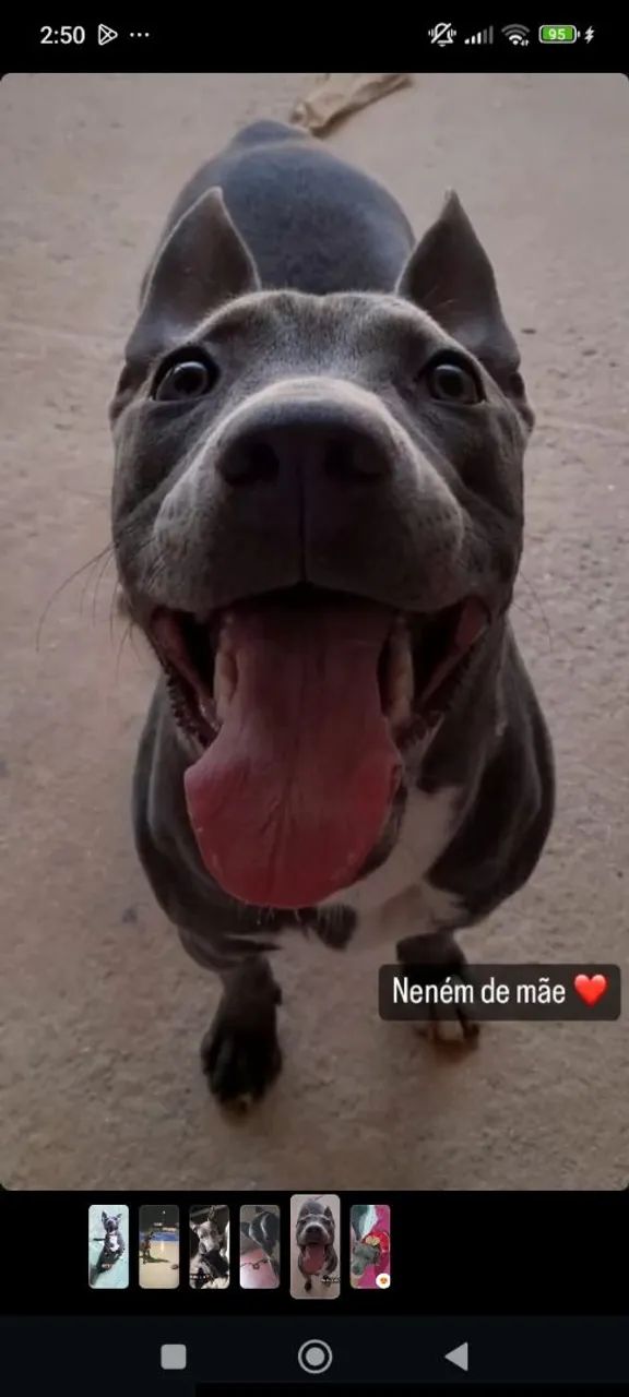 Doa-se cachorrinha  - Foto 2