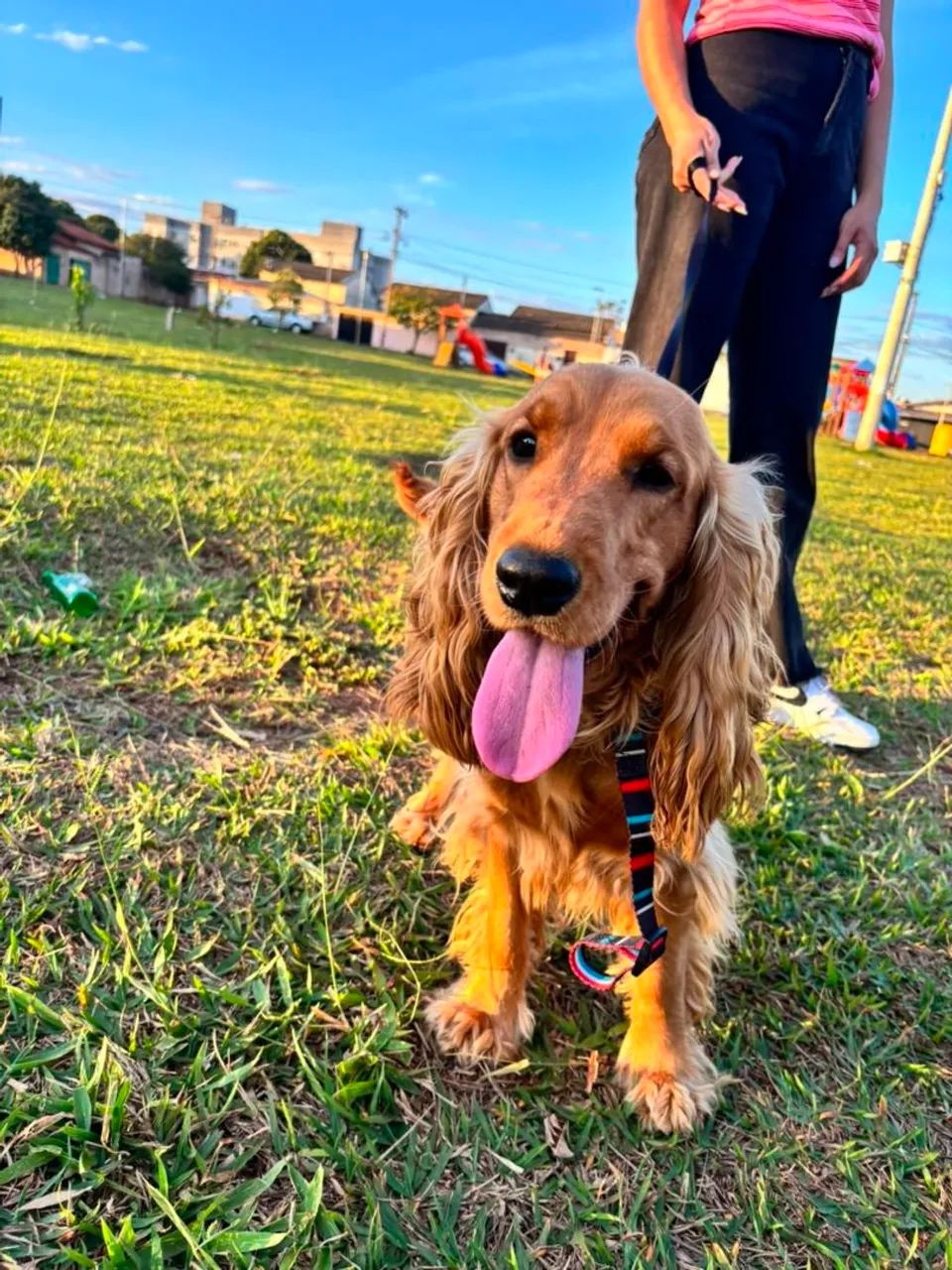 Adoção responsavel de cocker spaniel de 11 meses - Foto 3