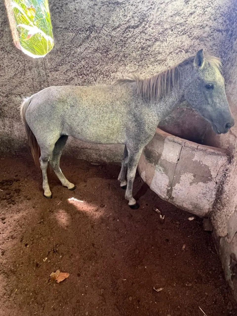 VENDO ÉGUA - Foto 3