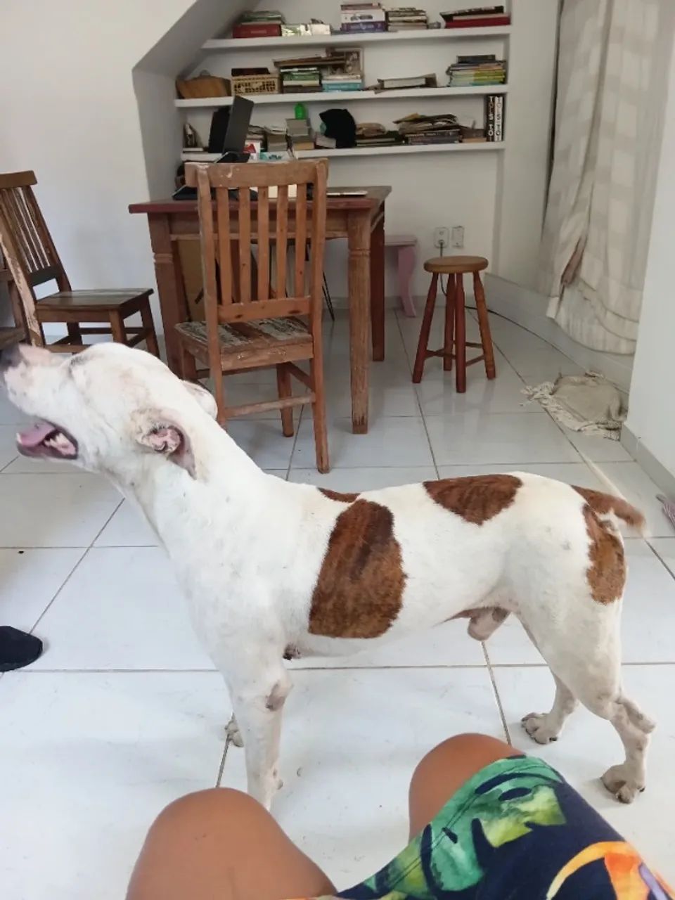 Pet pitbull - Foto 4