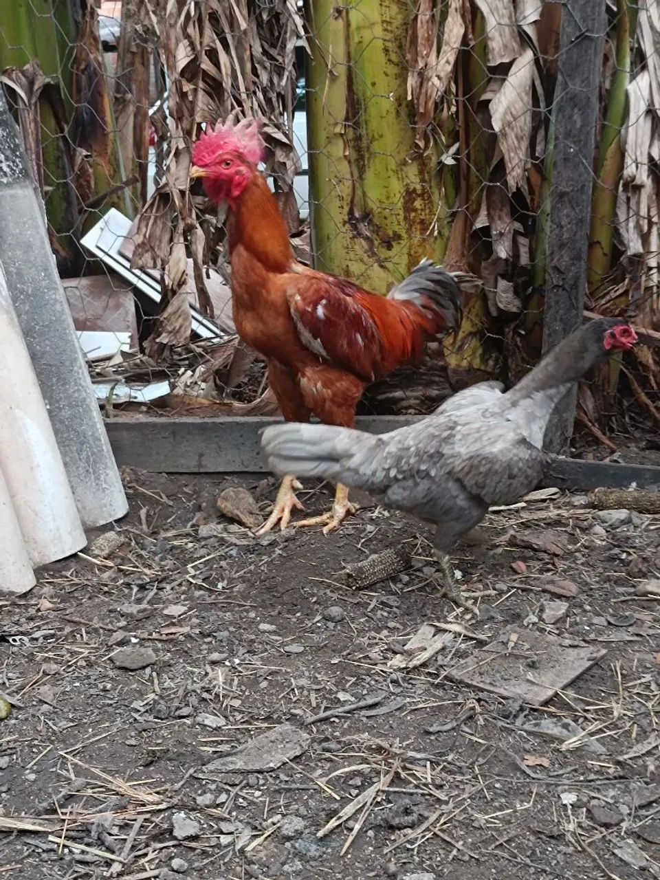 Galo índio 