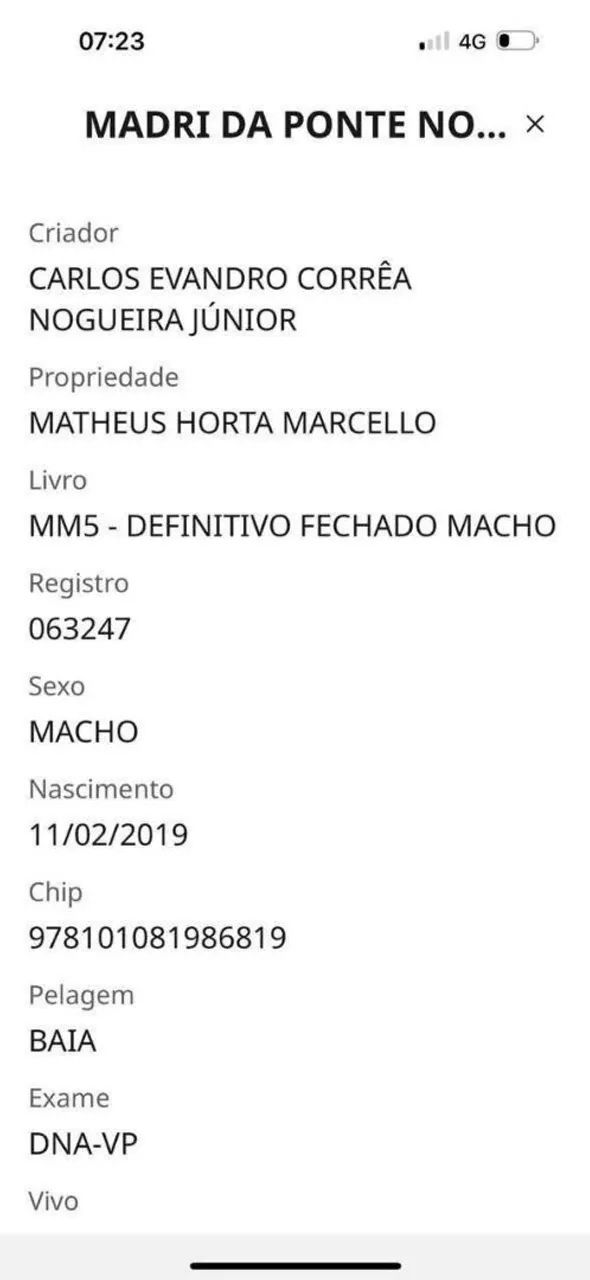 Cavalo marcha batida  - Foto 3