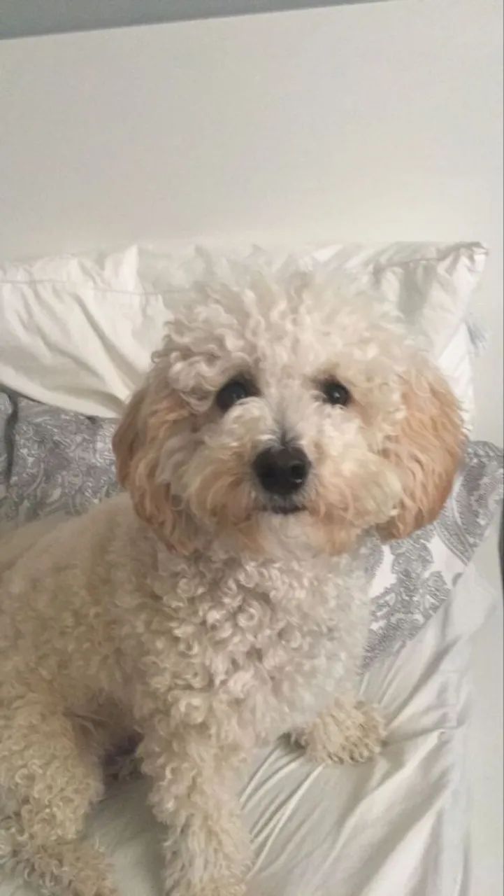 Poodle Toy - Foto 2