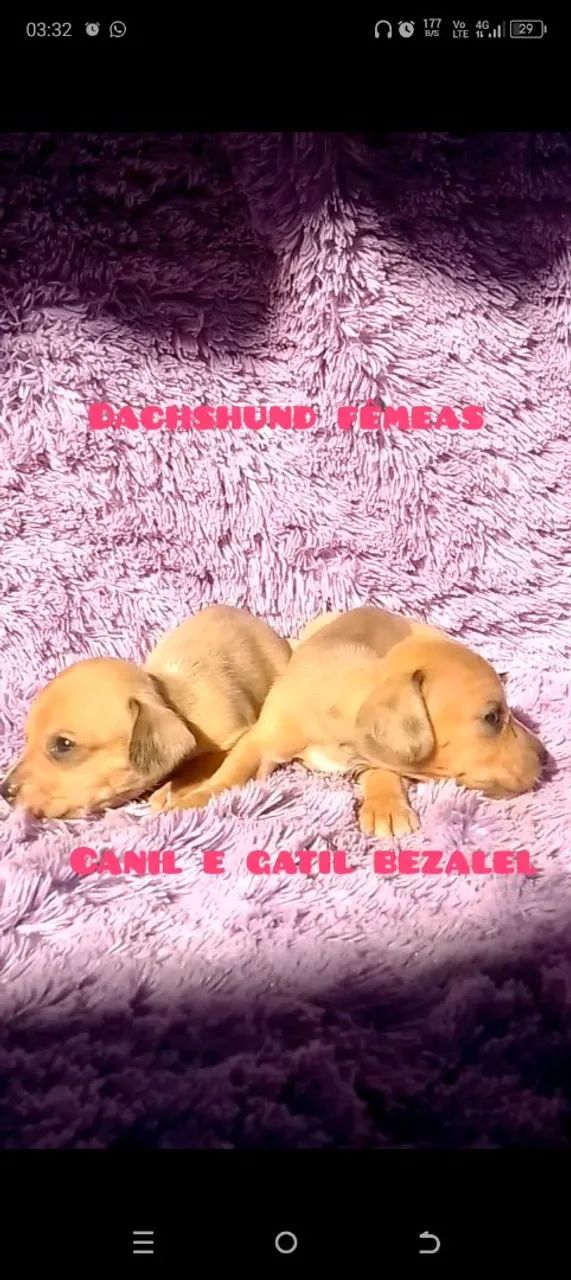 Dachshund miniatura  - Foto 2