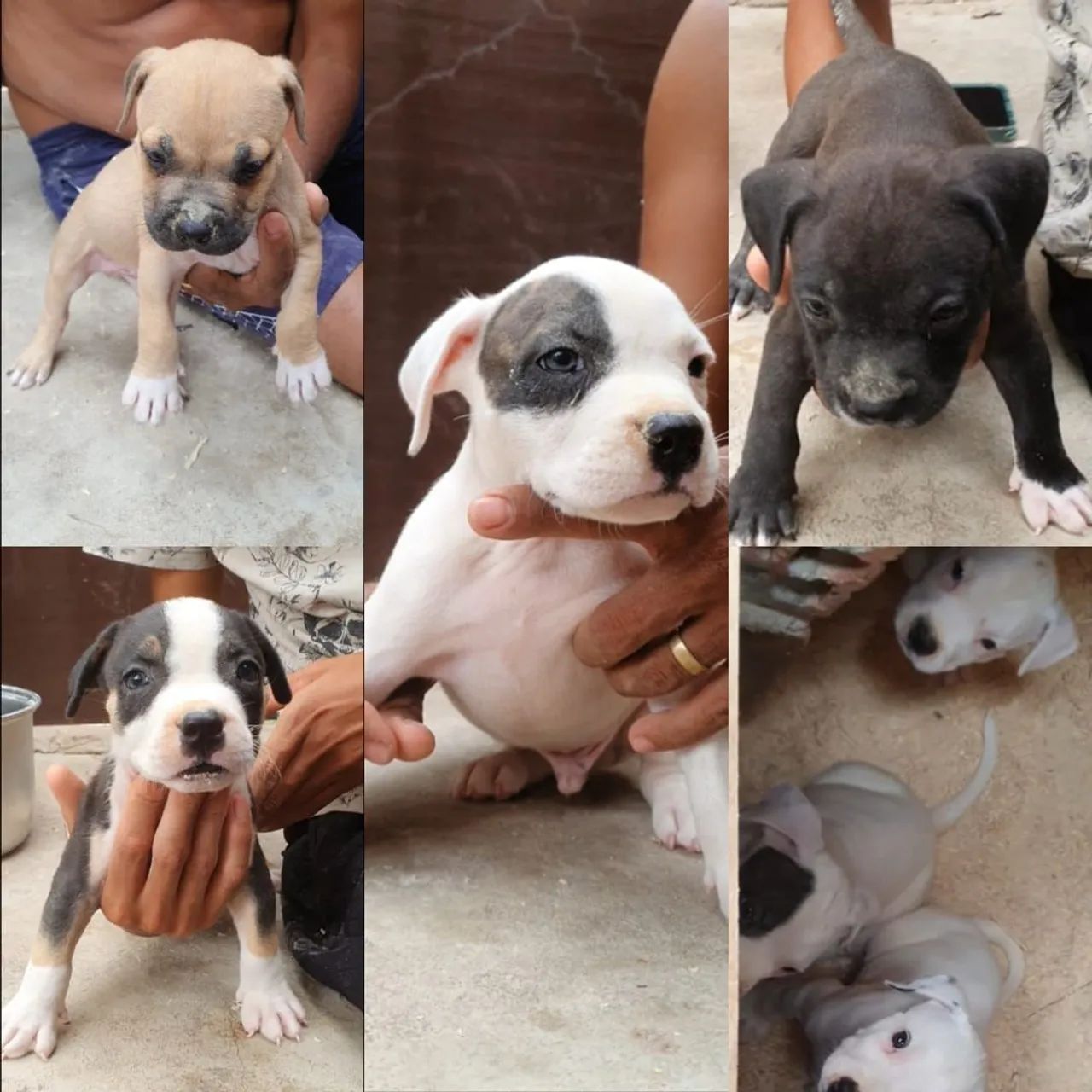 Filhote de Pit Monster 