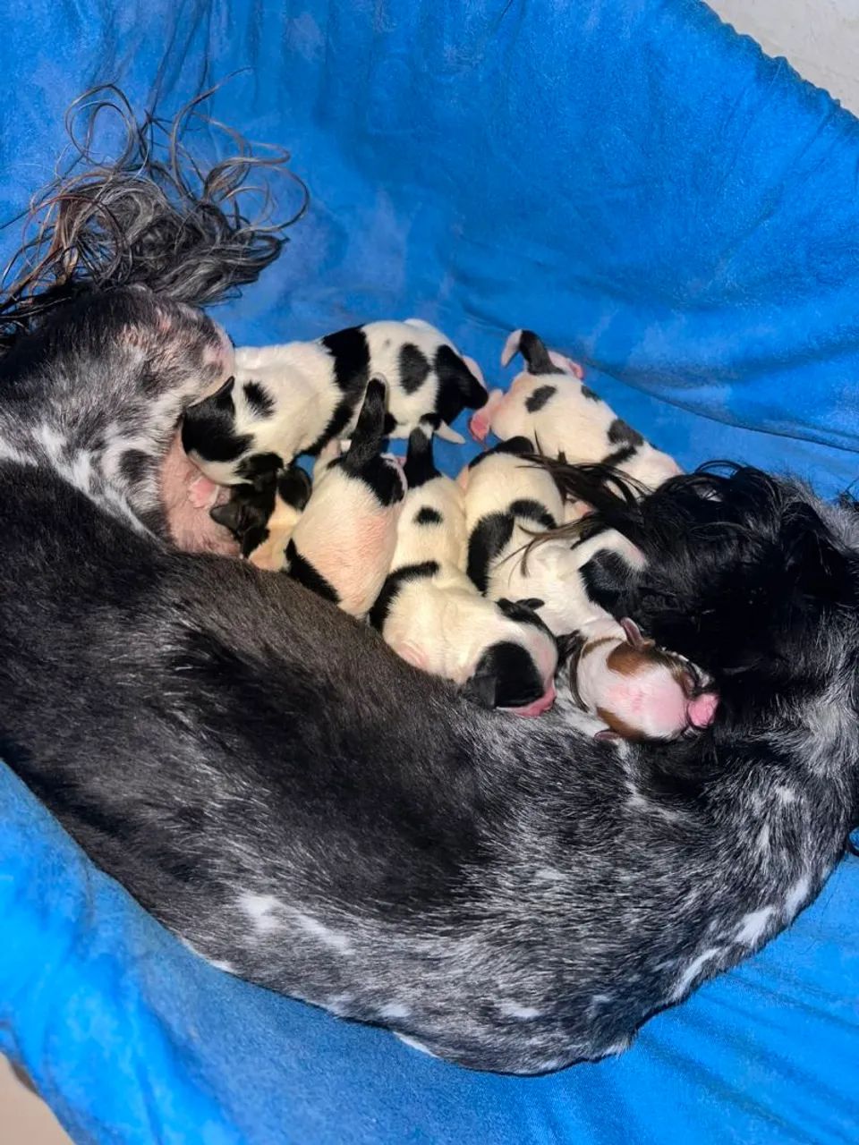 Cachorrinhos 