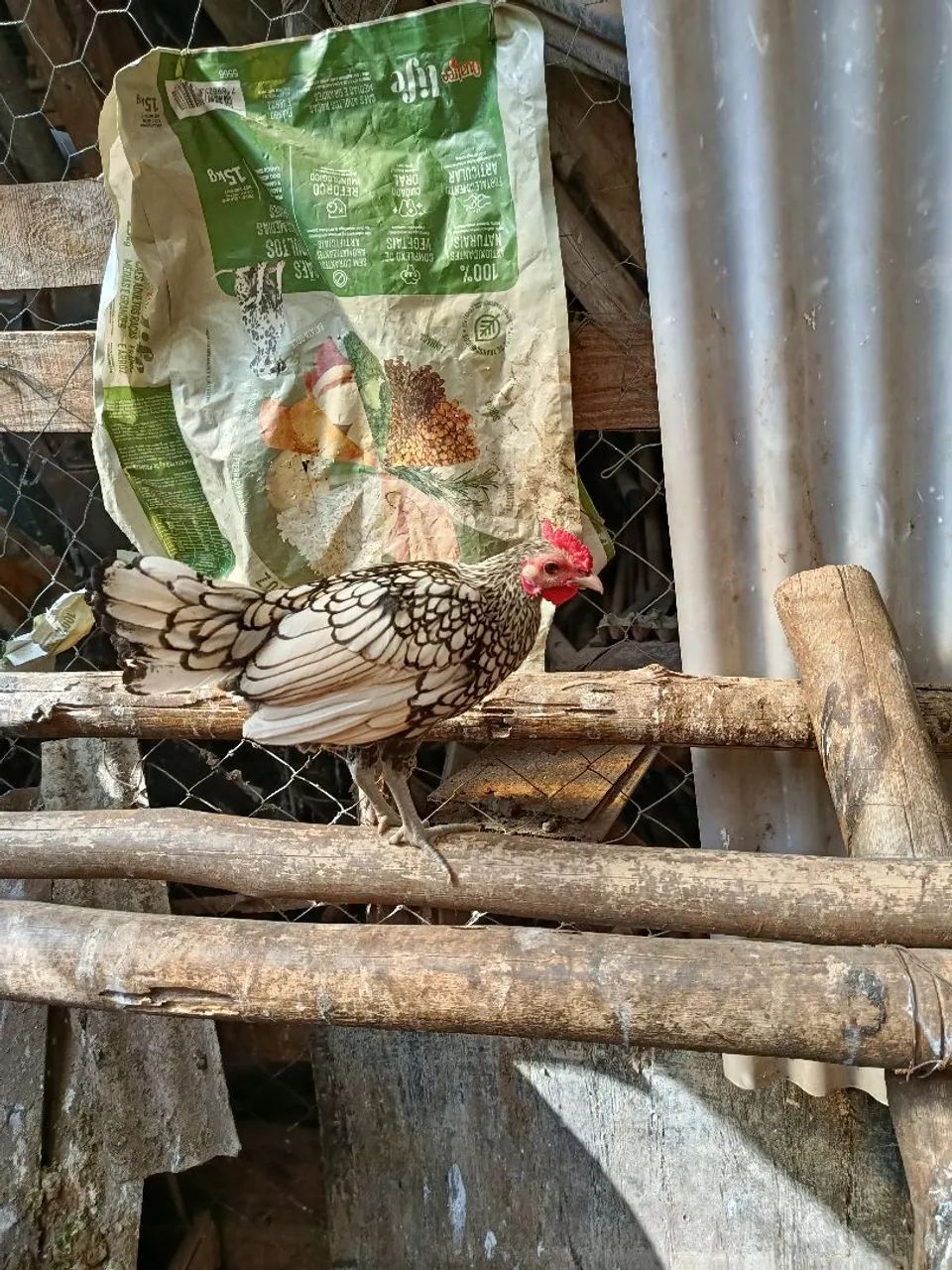 Frango sebright  - Foto 3