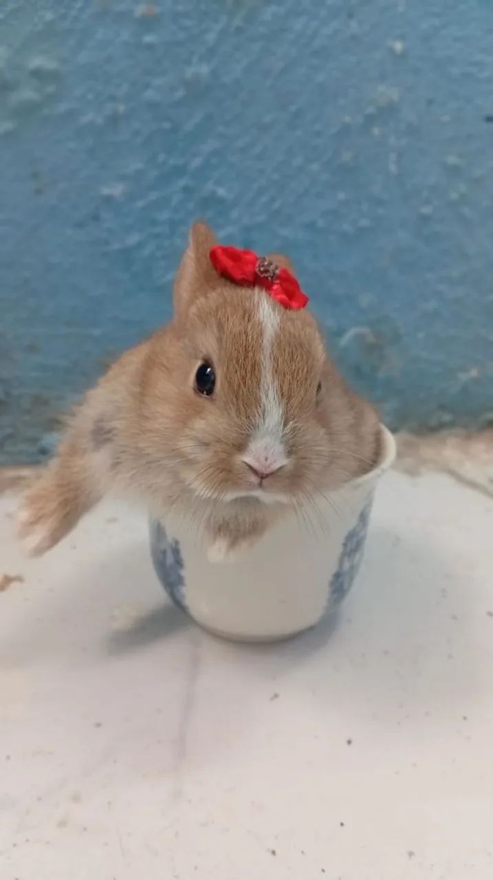 Mini coelho 
