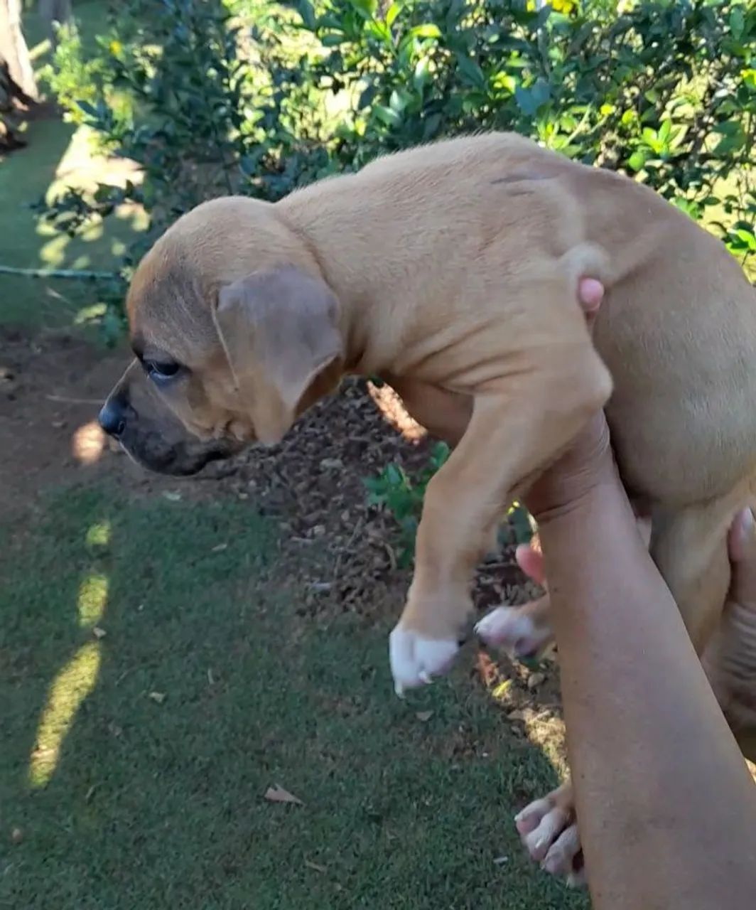 PitBull - Pit Monster.  - Foto 5