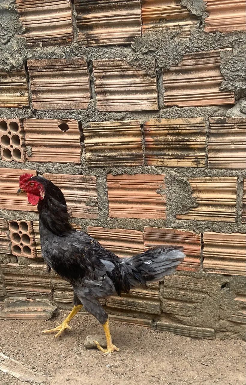 Vende-se frango caipira 