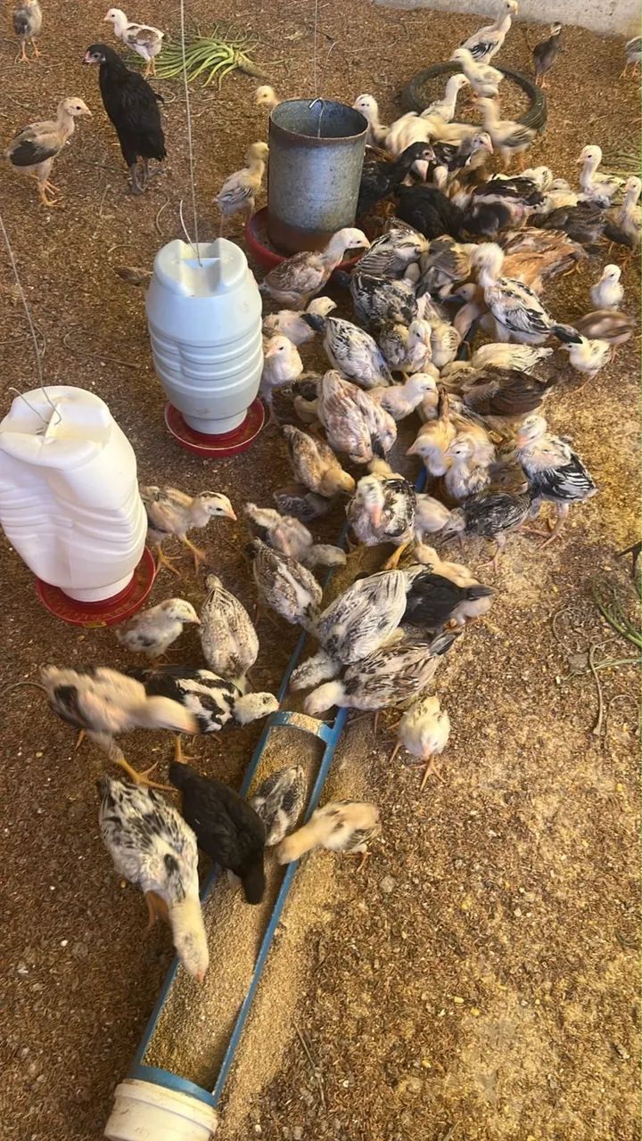 Pintinhos índio gente é caipiras.  - Foto 4