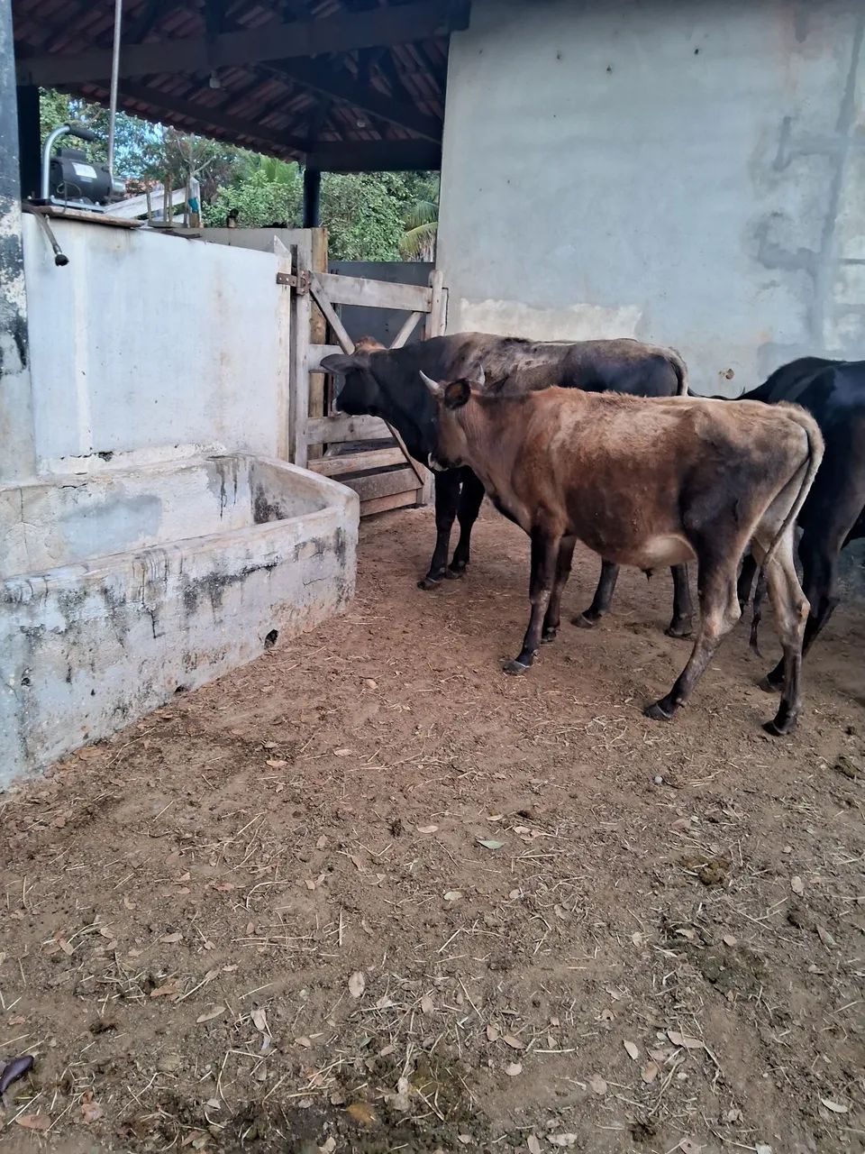 Gado de corte/ Barato - Foto 2