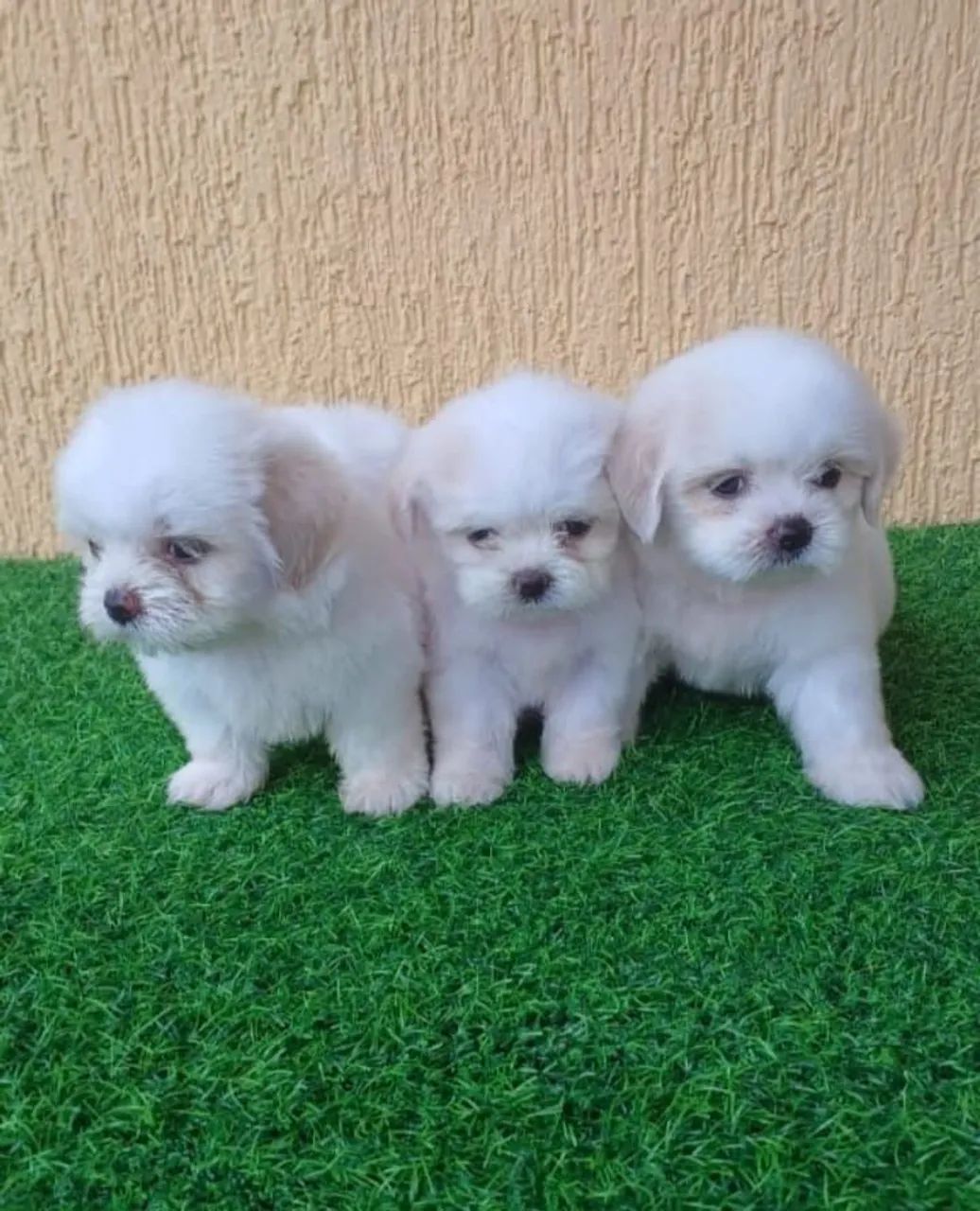 Shitzu Branco Mini Machos 