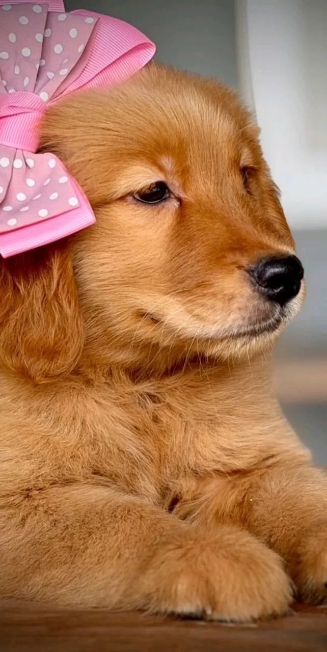 Goldens para Volta Redonda  - Foto 2