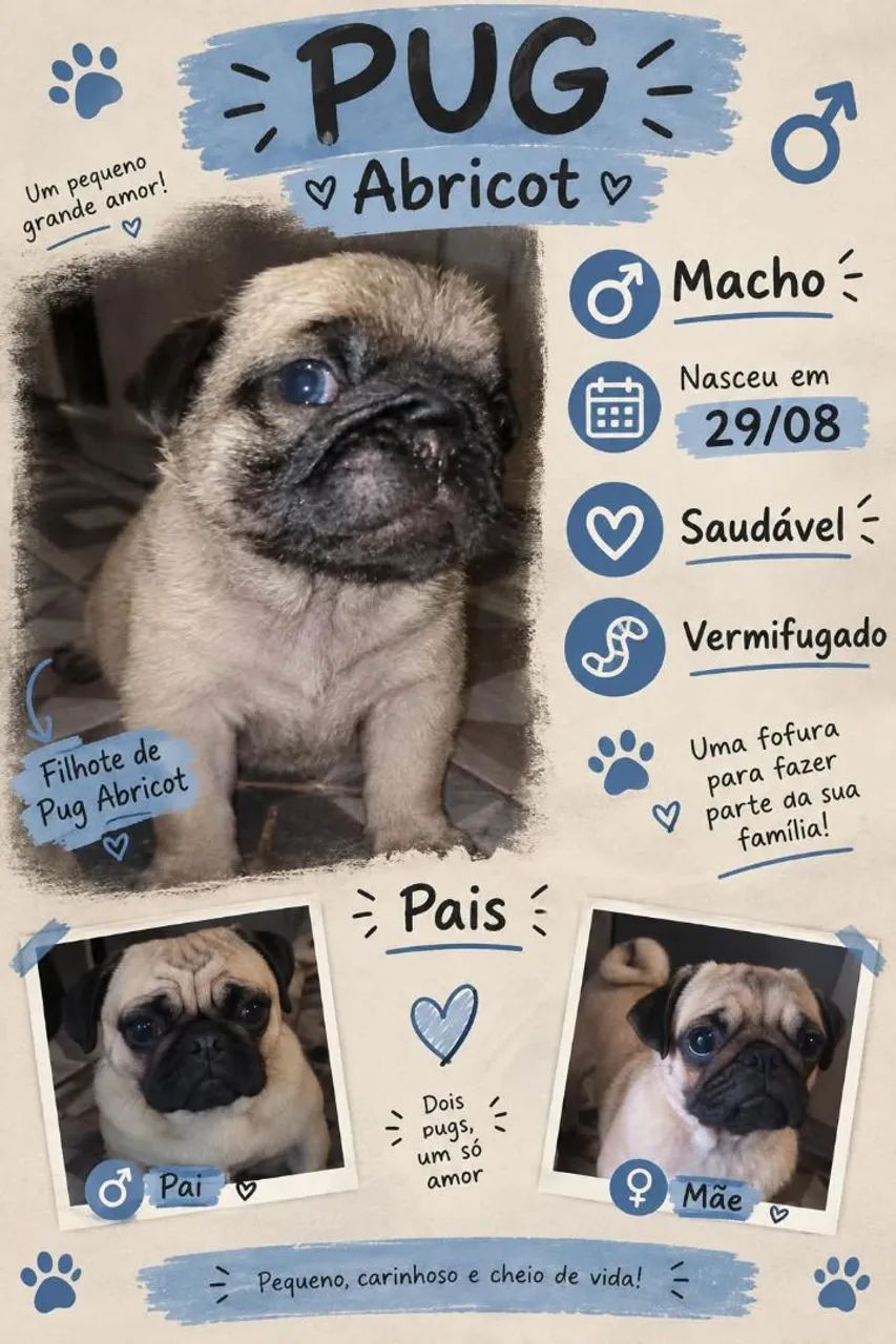 Linda ninhada de pugs - Foto 3