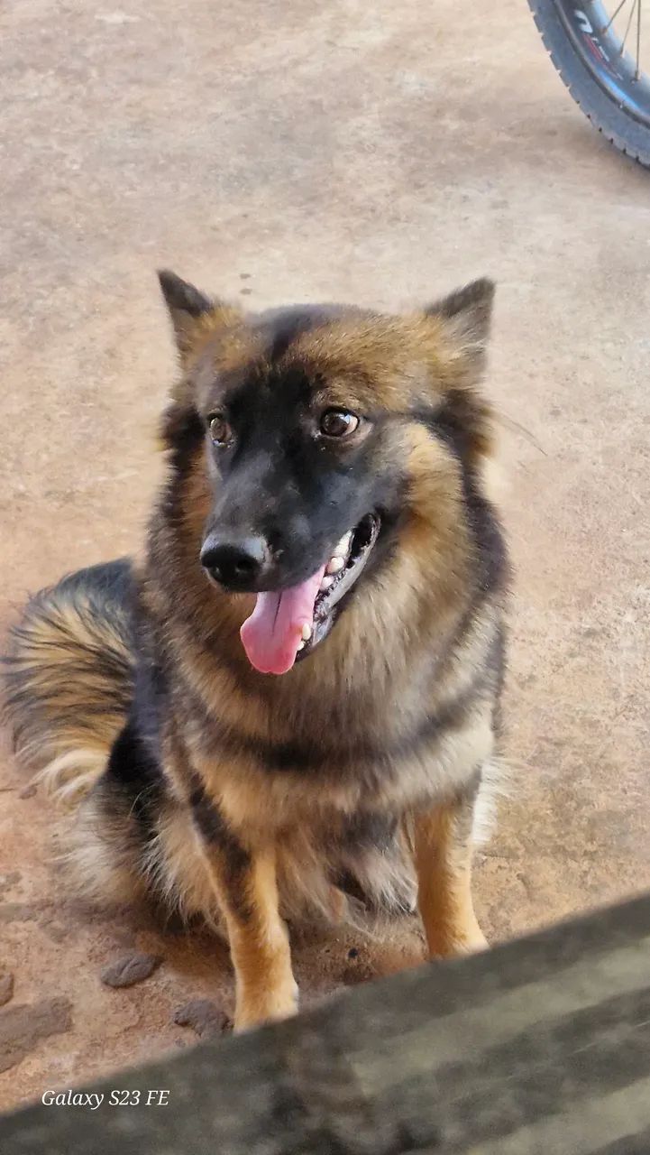 Cachorra  - Foto 3