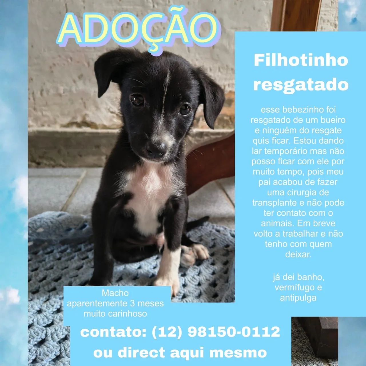 Adoção de cachorro (macho)