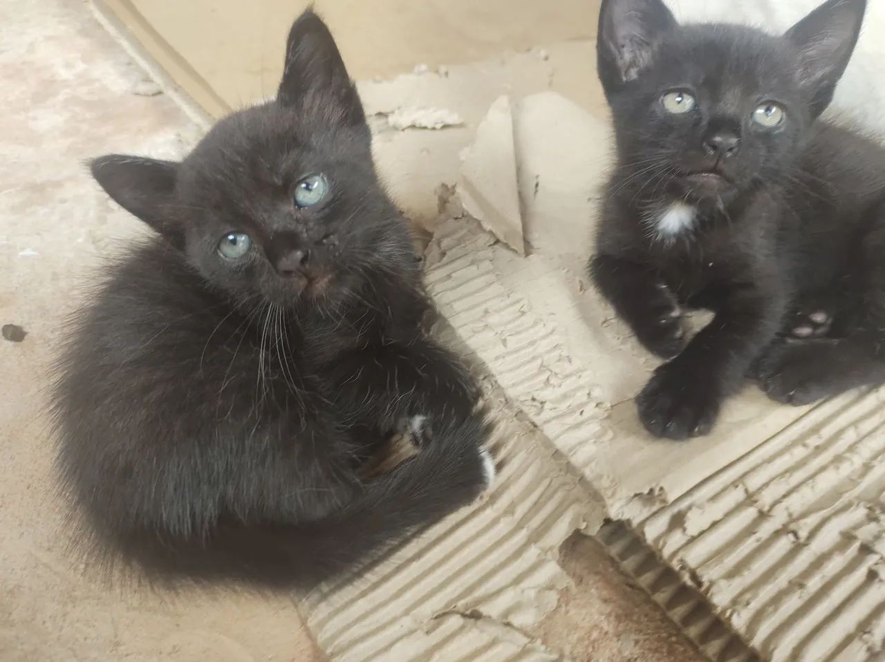 Gatinhos para adoção 