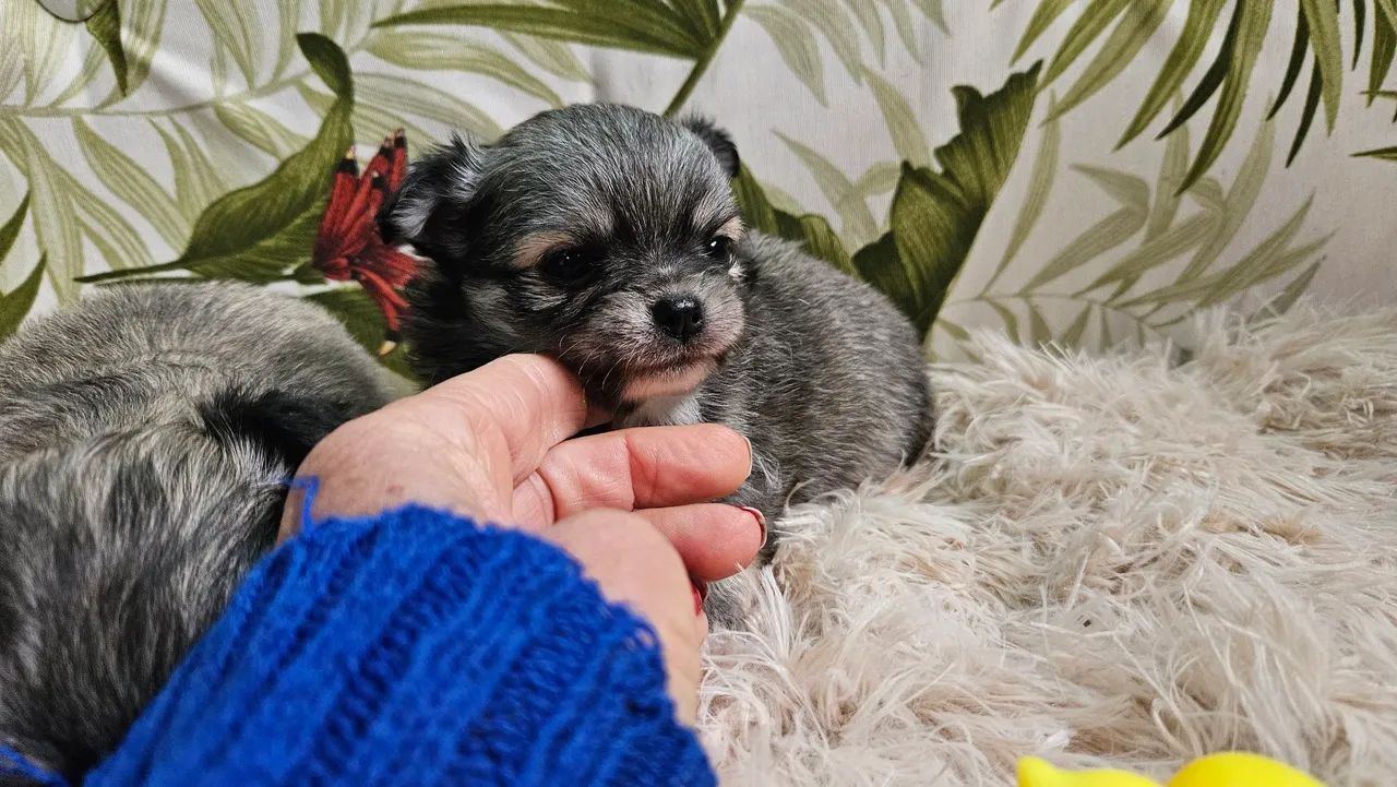 Chihuauha  - Foto 3