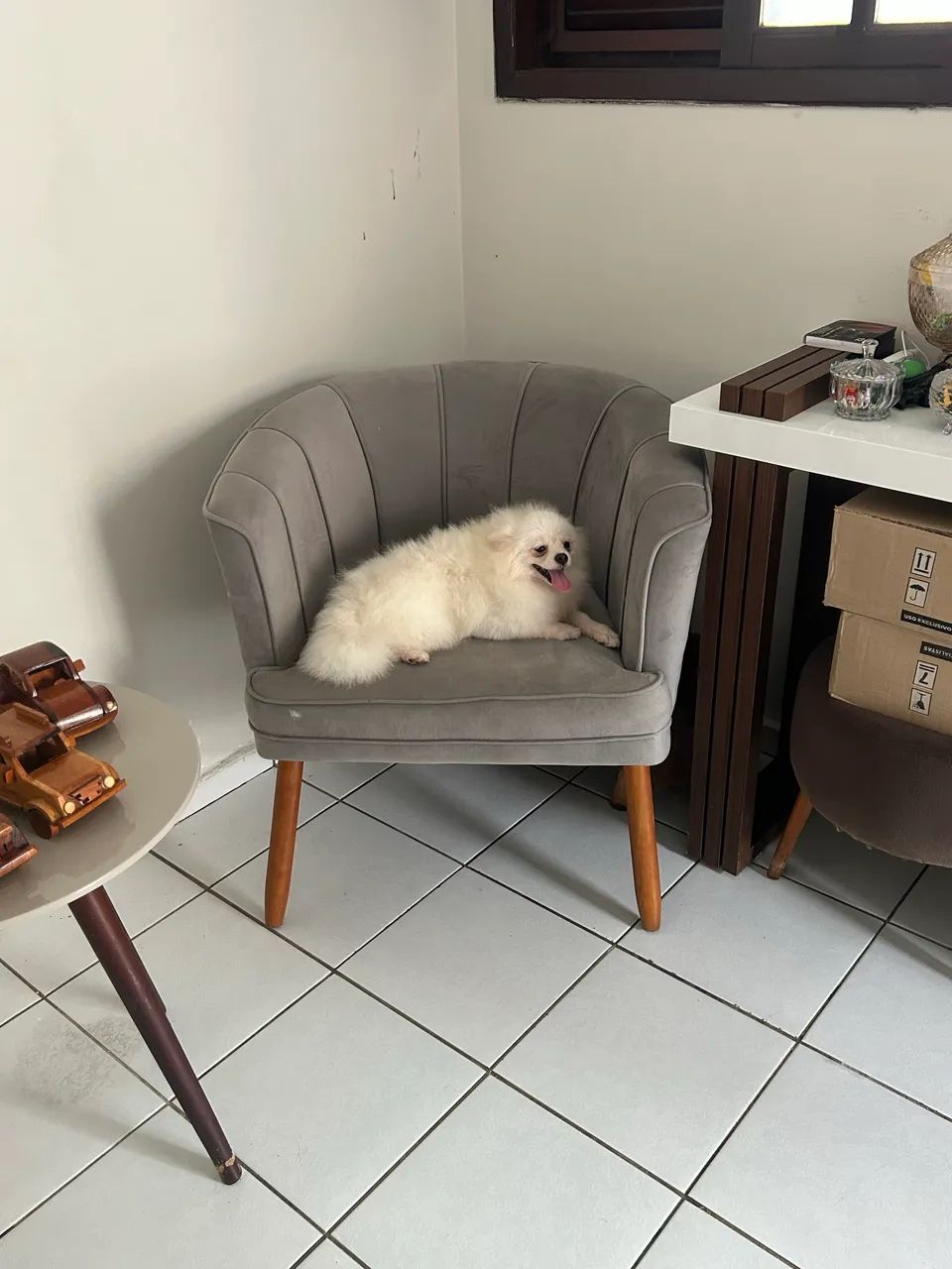 Macho Spitz alemão porte pequeno  - Foto 5