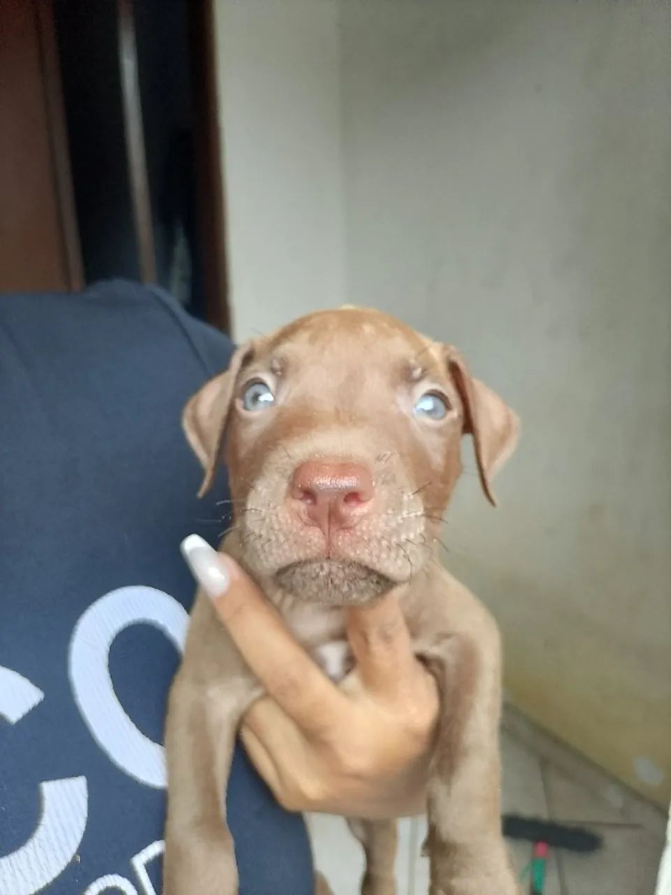 Pets - Foto 3