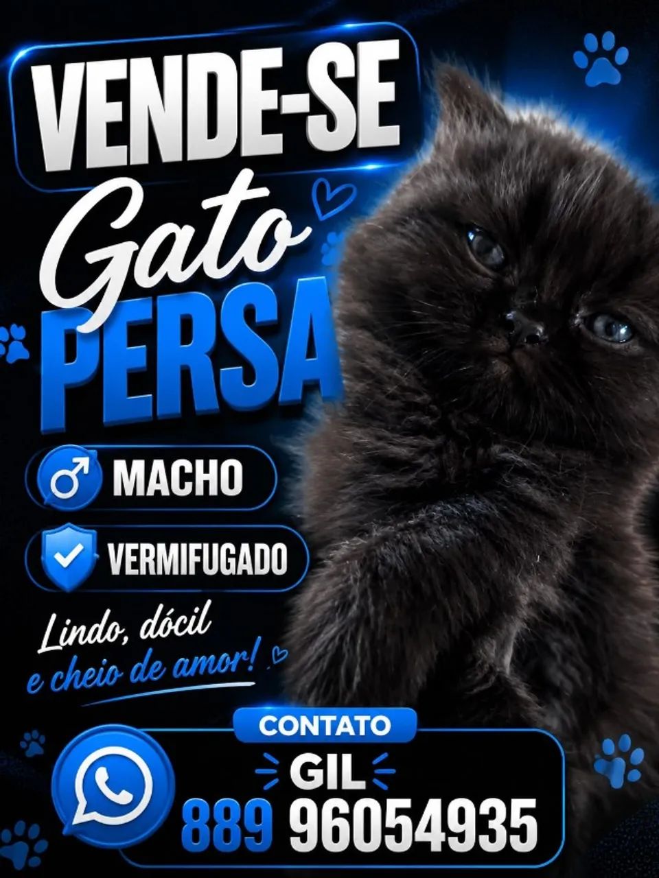 Gato Persa