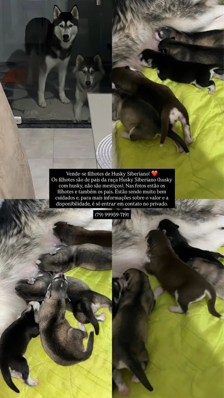 Husky siberiano 