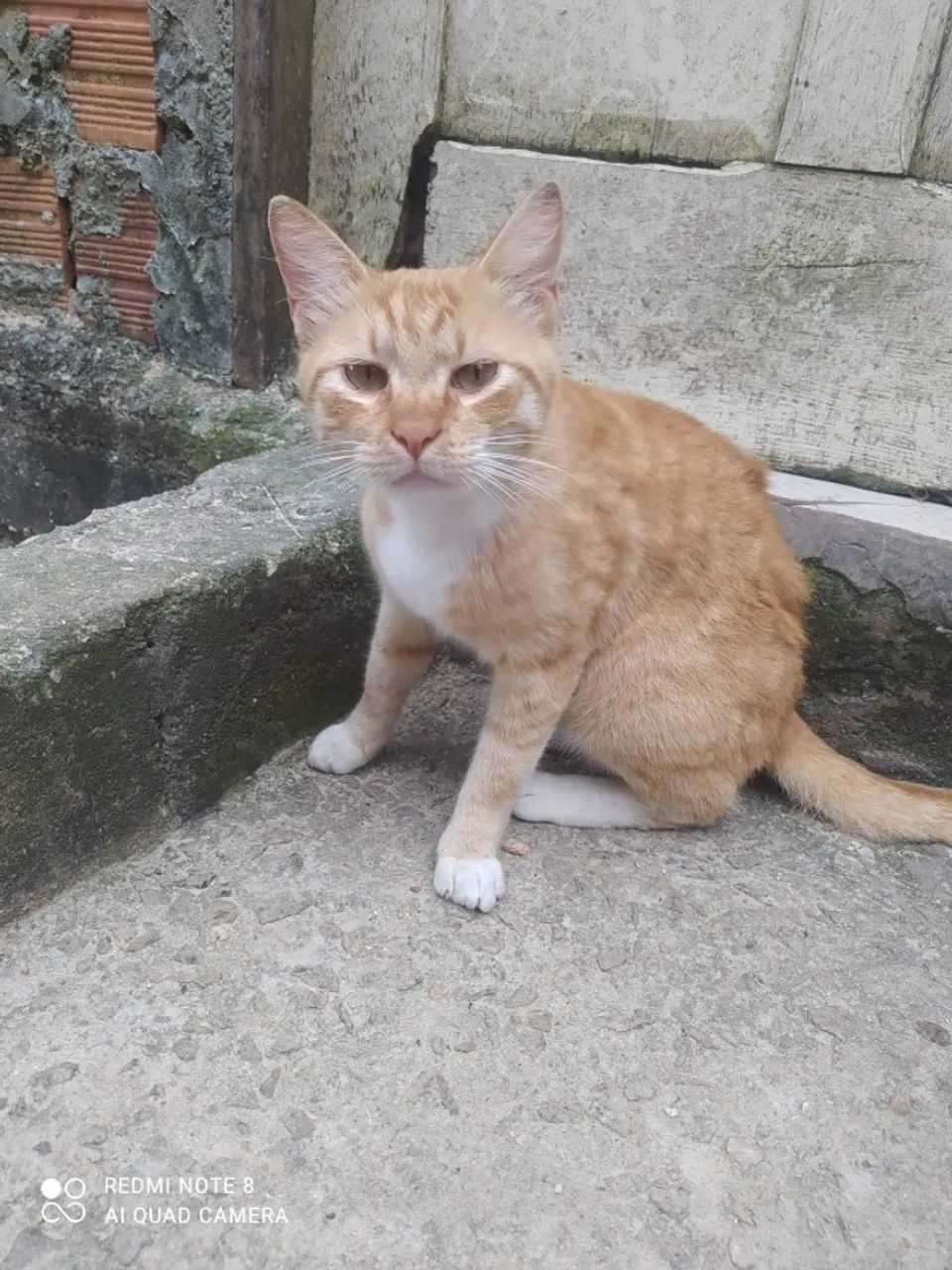 Gatos para Adoção  - Foto 2