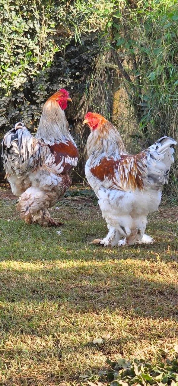 Galinha Brahma Red Pyle