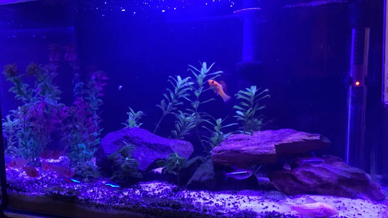 Aquário 30L  - Foto 5