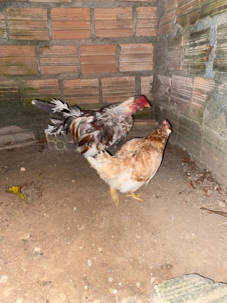 Vende-se casal de Garnize  - Foto 2