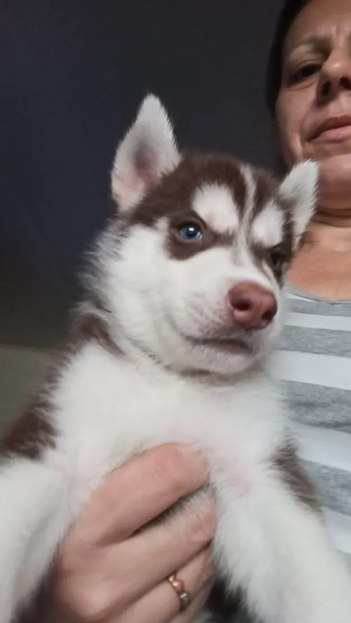 Filhote Husky Siberiano, Nada como um filhote para transformar sua casa em um lar!