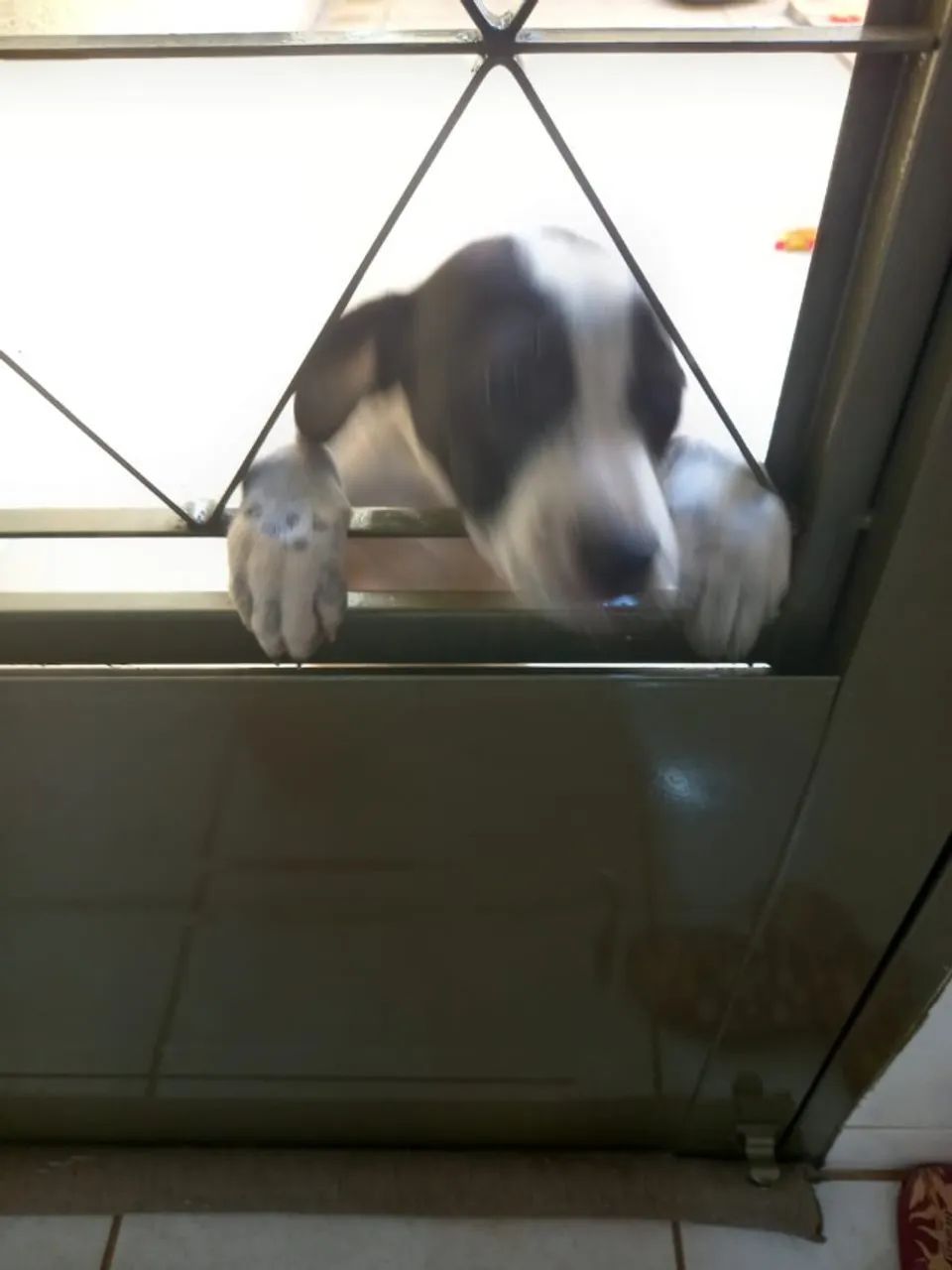 Filhote Cachorro