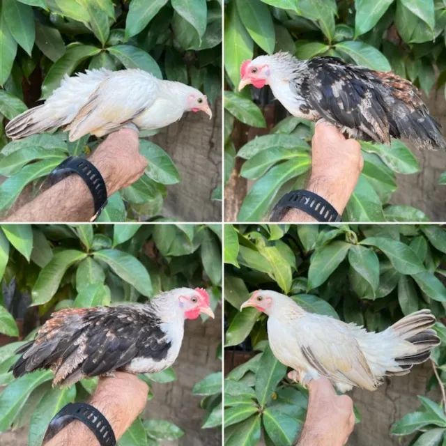 Casais de mini galinhas - Foto 3