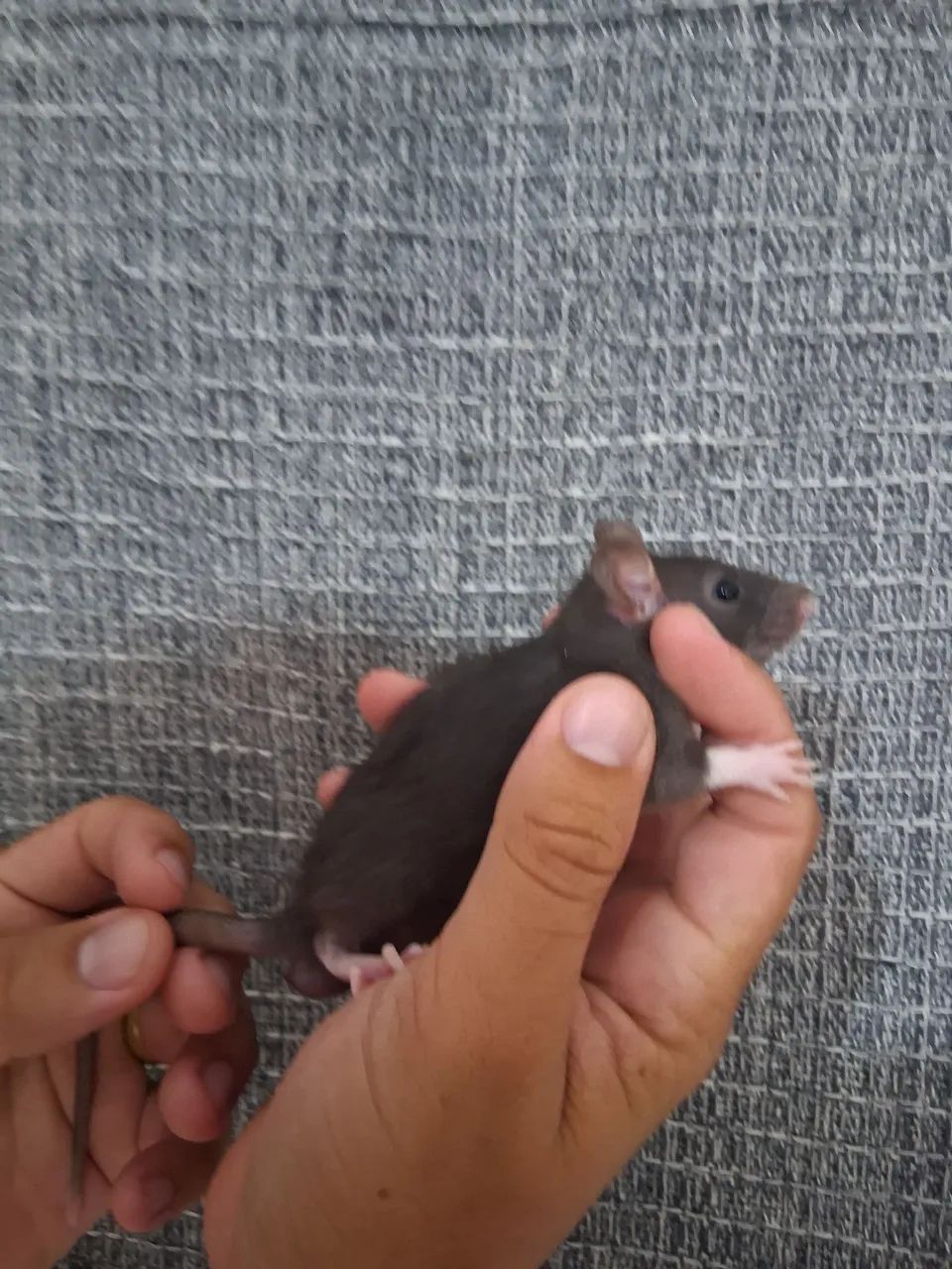 Ratos twister machos 1 mês praia grande/ baixada - Foto 2