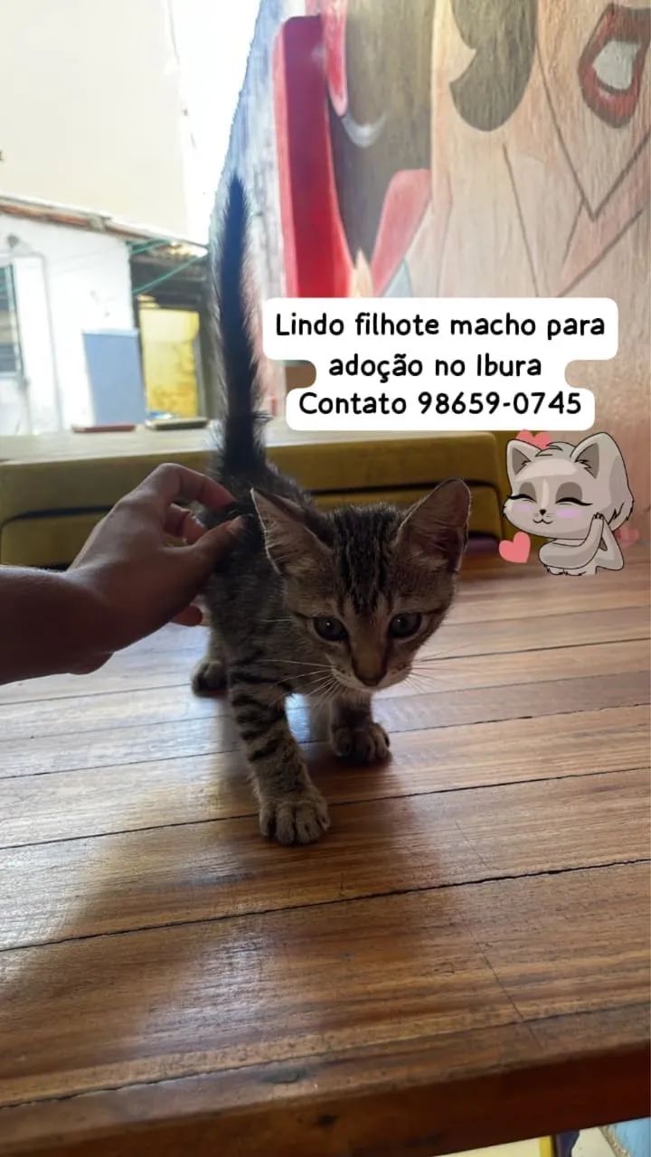 Gato macho filhote - Foto 2
