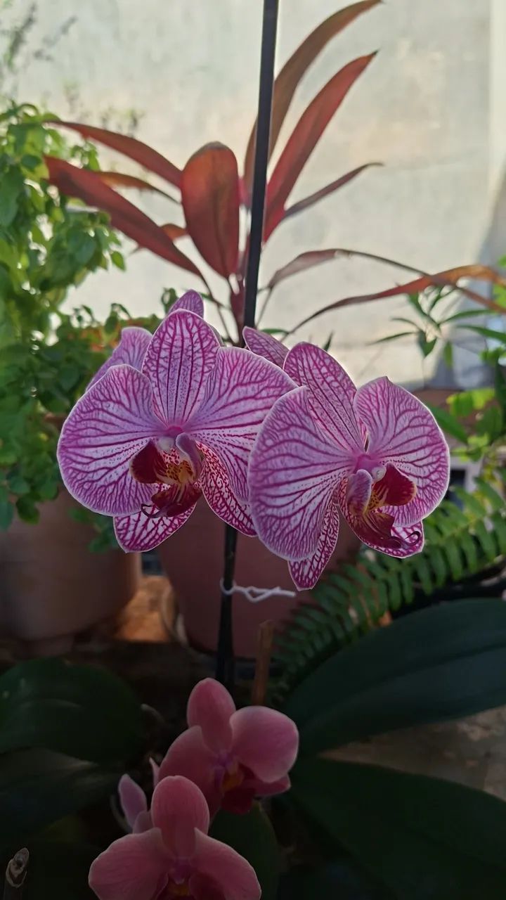 Mudas de orquídeas 