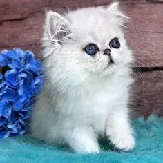 Gato Persa Silver